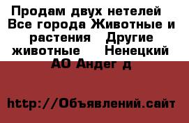 Продам двух нетелей - Все города Животные и растения » Другие животные   . Ненецкий АО,Андег д.